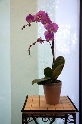 orchidoffice